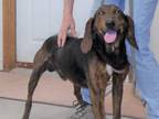 Adopt Bay-Lee a Brown/Chocolate - with Black Hound (Unknown Type) / Mixed dog in
