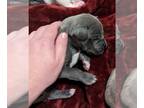 Great Dane PUPPY FOR SALE ADN-593954 - Willow x Shadow AKC Great Dane puppies