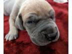 Great Dane PUPPY FOR SALE ADN-593956 - Willow x Shadow AKC Great Dane puppies