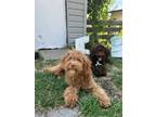 Adopt Court a Poodle, Cavalier King Charles Spaniel