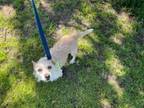 Adopt Henry* a Jack Russell Terrier