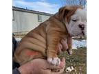 Bulldog Puppy for sale in Saint Anthony, ID, USA