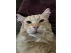 Adopt Cheeto a Orange or Red Domestic Longhair / Mixed (long coat) cat in