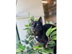 Adopt Indigo a All Black Domestic Shorthair / Domestic Shorthair / Mixed cat in