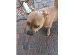 Adopt OBI KINOBE a Brown/Chocolate - with White Bull Terrier / Mixed dog in