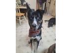 Adopt Knox a Black - with White Husky / German Shepherd Dog / Mixed dog in