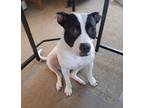 Adopt Banshee a White - with Black Bull Terrier / Mixed dog in Somerdale