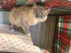 Adopt Lilac a Himalayan / Mixed (long coat) cat in Blountville, TN (37923871)