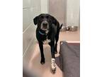 Adopt Parker a Labrador Retriever / Pointer / Mixed dog in Vineland