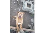 Adopt Jack a Tan/Yellow/Fawn - with White American Pit Bull Terrier / Pomeranian