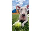 Adopt Maze a White - with Black Bull Terrier / Mixed dog in Brighton