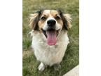 Adopt Farley a White - with Tan, Yellow or Fawn Cocker Spaniel dog in Littleton