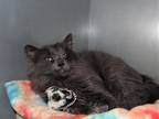 Adopt Pinto Bean a Gray or Blue Domestic Longhair (long coat) cat in Silver