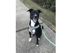 Adopt Rudy a Black - with White American Pit Bull Terrier / Mixed dog in