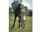 Friesian horse for your home