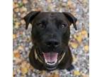 Adopt Stella (Sika) a American Staffordshire Terrier