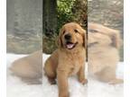 Golden Retriever PUPPY FOR SALE ADN-594641 - 22 years in making Beautiful