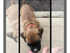 Boxer PUPPY FOR SALE ADN-594695 - Akc registered Boxer puppies