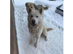 Adopt Kojo a Husky, Eskimo Dog