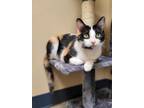 Adopt Rihanna a White Domestic Shorthair / Domestic Shorthair / Mixed cat in