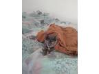 Adopt Tippi a Tortoiseshell American Shorthair / Mixed (short coat) cat in