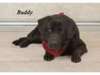 Adopt Buddy a Labrador Retriev