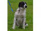 Adopt Clyde a Black - with White Mastiff Great Pyrenees Mixed