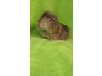 Adopt Petit Bison a Brown or Chocolate Guinea Pig / Mixed small animal in