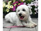 Adopt Sophie a White Bichon Frise / Mixed dog in Malvern, PA (37932836)