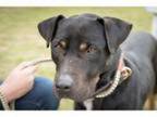 Adopt Bree a Shiba Inu Mixed dog in Golden CO ()