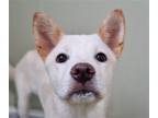 Adopt Remi a Jindo / Mixed dog in San Ramon, CA (37932074)