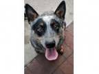 Adopt Jean a Australian Cattle Dog dog in Fairfax Station VA (