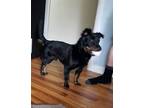Adopt Ellington a Corgi / Shepherd (Unknown Type) / Mixed dog in Denver