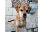 Adopt Mike a Pug / Beagle dog in Aurora, CO (37931090)
