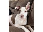 Adopt Tiffany a White - with Brown or Chocolate American Pit Bull Terrier /