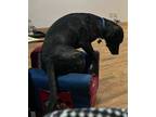 Adopt Bear a Brindle Labrador Retriever dog in Texico, NM (37927564)