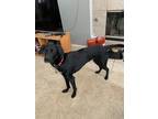 Adopt Chuck a Black - with White Labrador Retriever / Greyhound / Mixed dog in