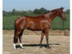 Broodmare for Sale or Lease - -h Bay Hanoverian