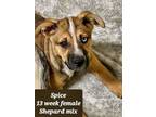 Adopt Spice a Husky, American Staffordshire Terrier