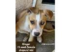 Adopt Ginger a Husky, American Staffordshire Terrier