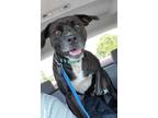 Adopt Roscoe a Black - with White Labrador Retriever / Boxer / Mixed dog in