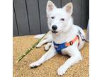 Adopt Gowon a White - with Tan, Yellow or Fawn Jindo / Mixed dog in toronto