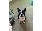 Adopt T’challa a Black - with White Boston Terrier / Mixed dog in