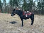Gaited Rocky Mountain. Mare moves like a locomotive