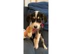 Adopt Pinto a Black Beagle / Mixed dog in Tulsa, OK (37941951)