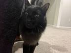 Adopt Abu and Mushu a All Black Maine Coon / Mixed (medium coat) cat in Winter