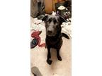 Adopt Bear a Black Husky / Labrador Retriever / Mixed dog in Mill City