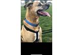 Adopt Rugby a Tan/Yellow/Fawn - with White Rhodesian Ridgeback / Boxer / Mixed