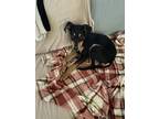 Adopt Nico a Black - with Tan, Yellow or Fawn Rat Terrier / Terrier (Unknown
