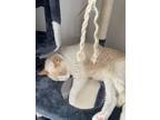 Adopt Caesar a White Balinese / Mixed (medium coat) cat in Martinsburg